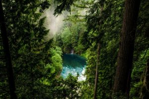 Read more about the article Mangahoe Forest – A mature investment