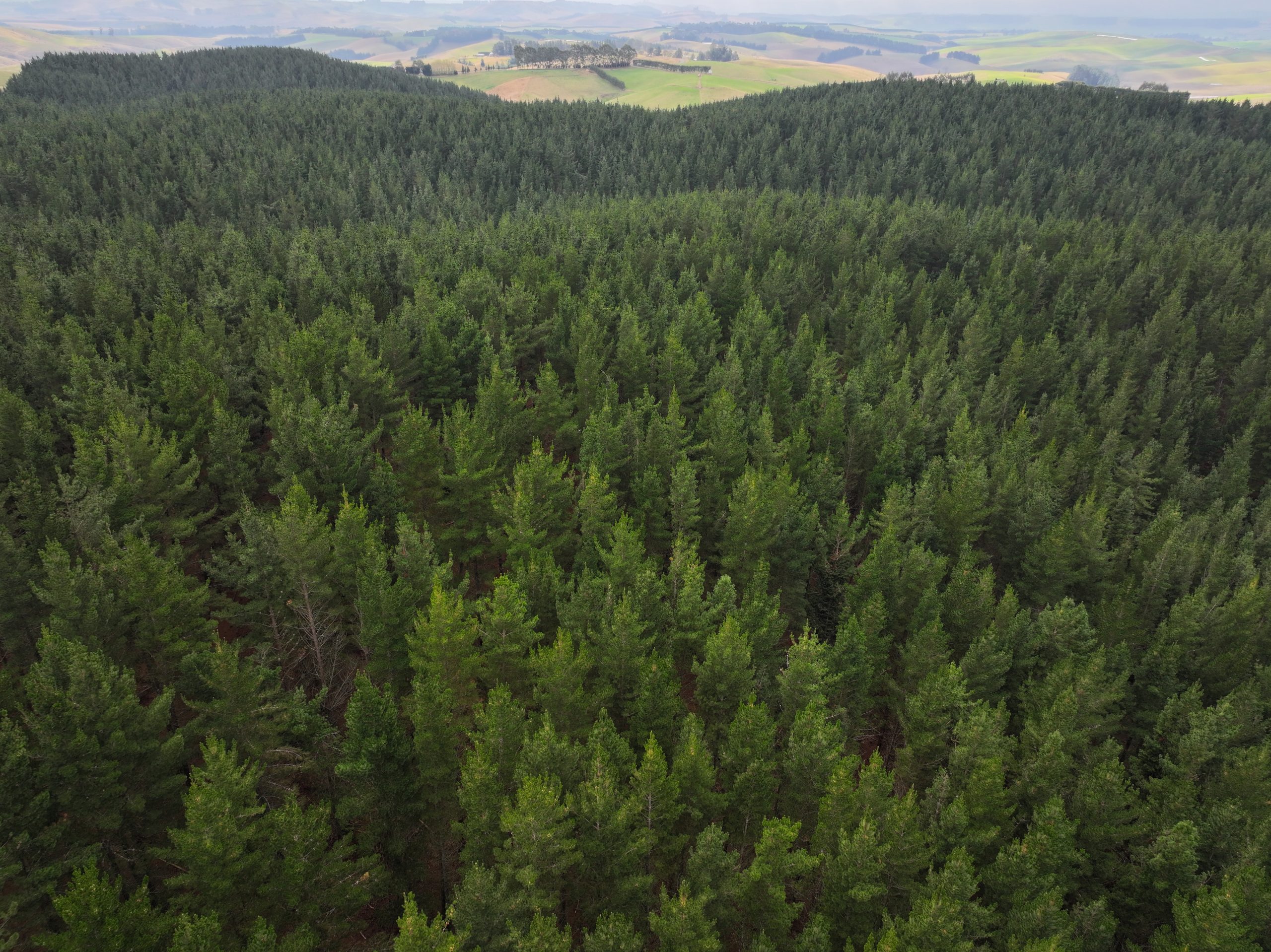 Forest17