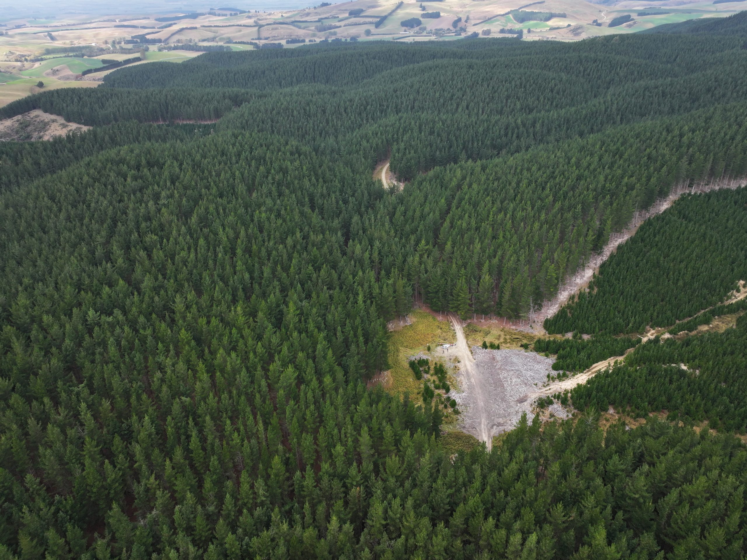 Forest15