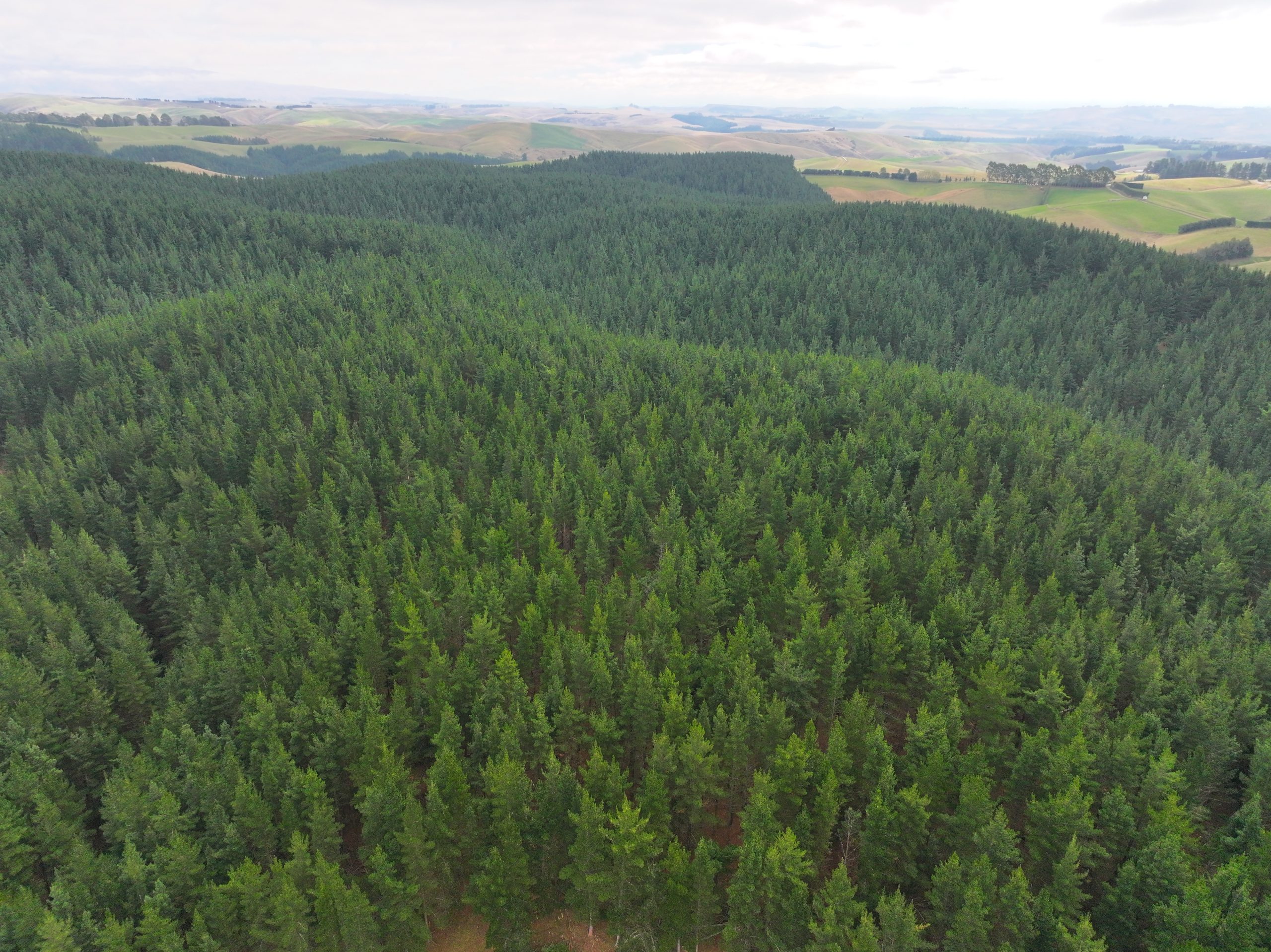 Forest14