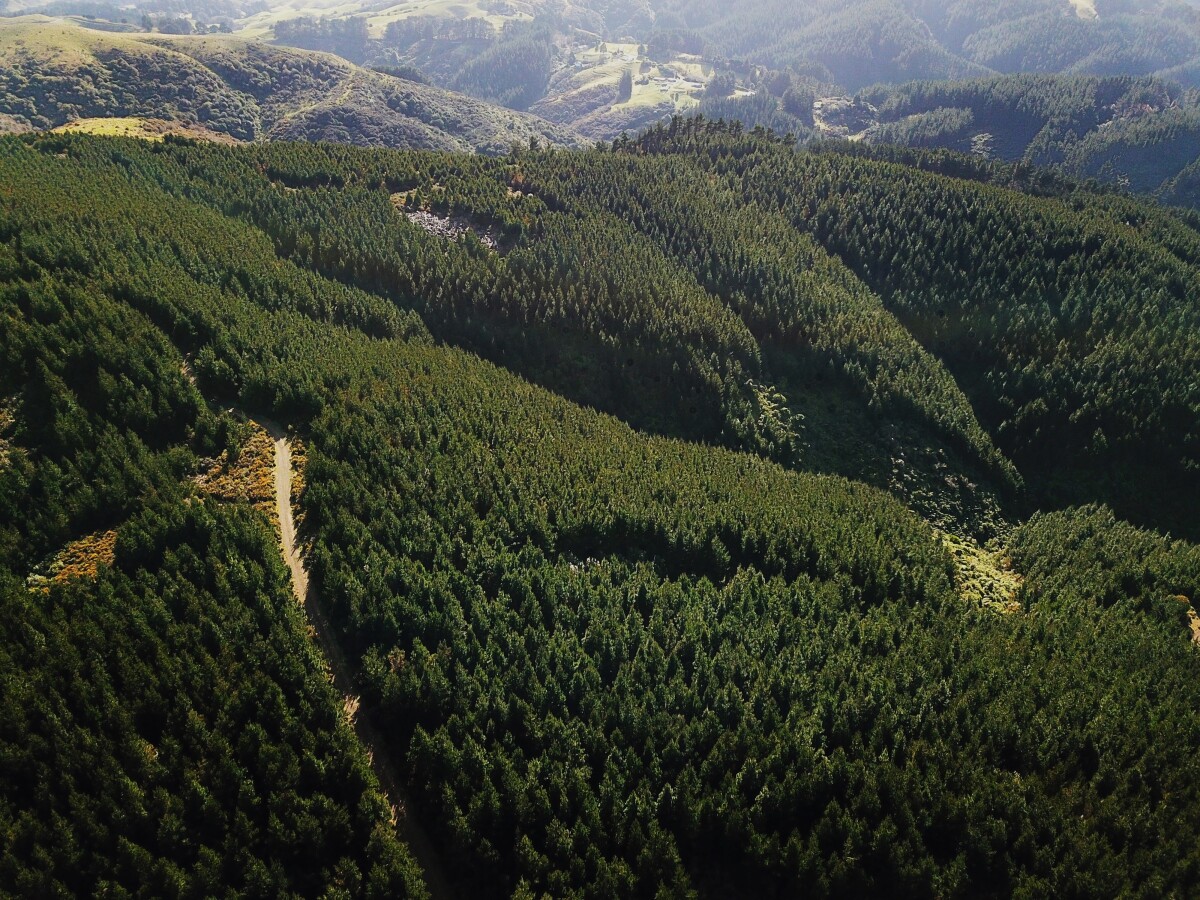 Silverstream Forest - Positioned for Growth