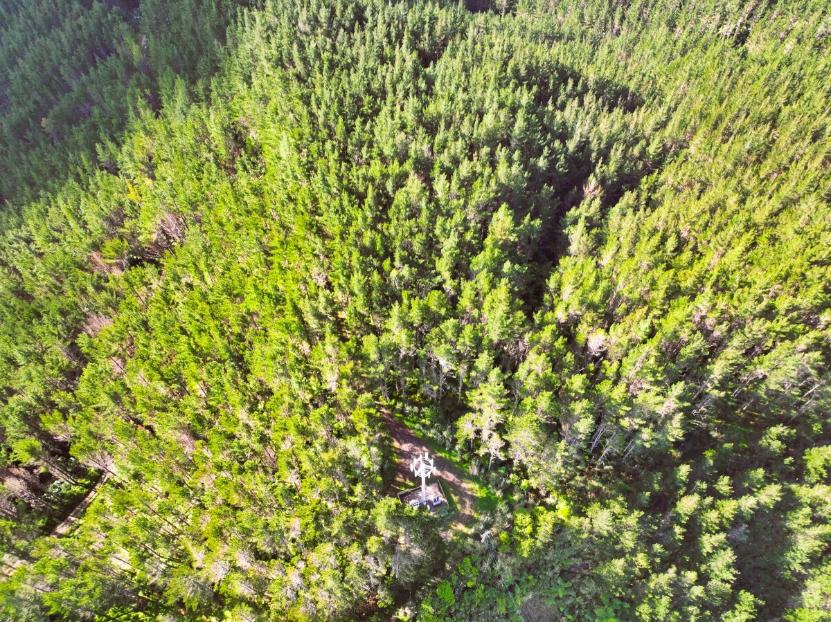 Ahuroa Forest – Near Mature Forest Investment