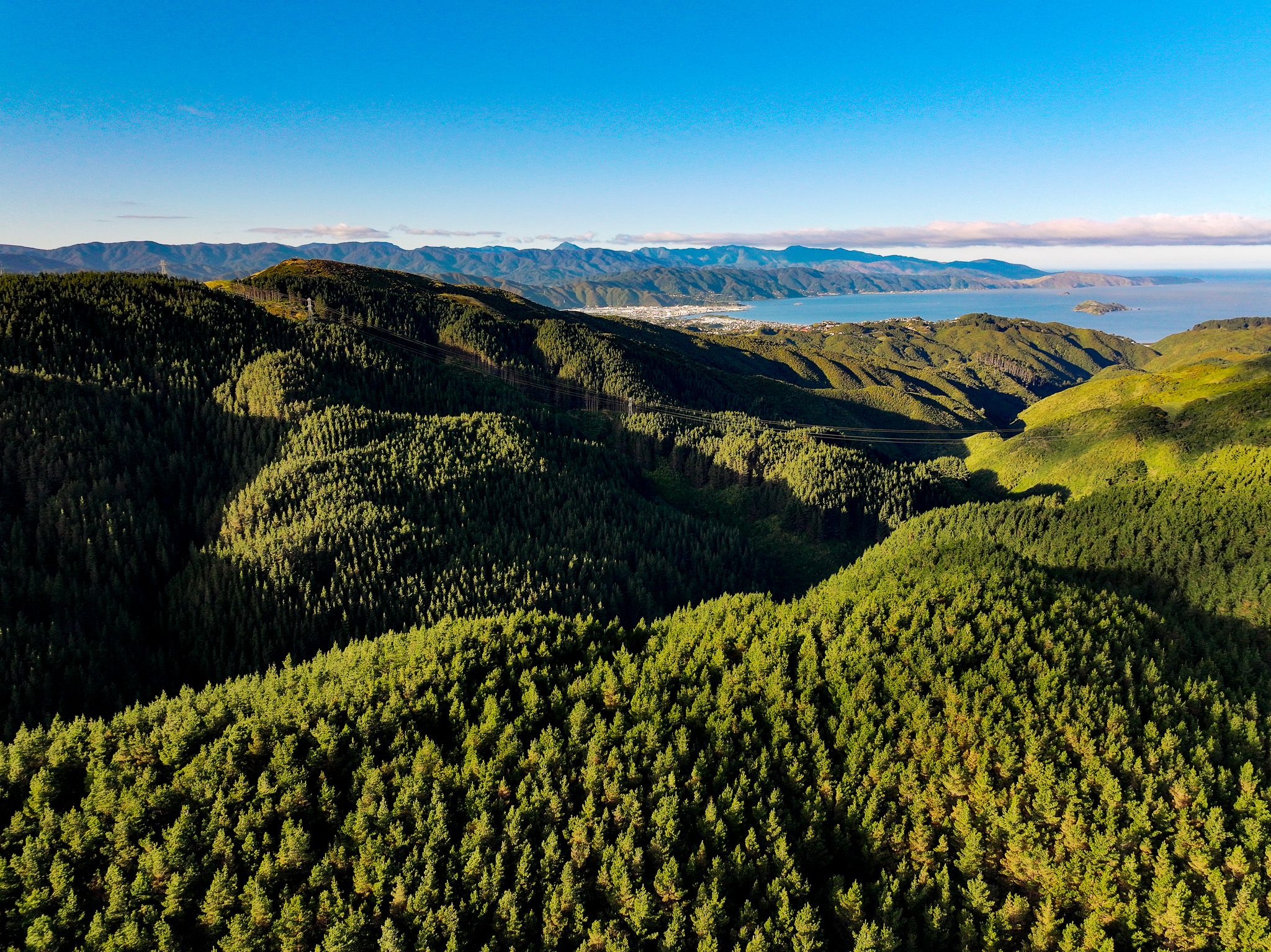 Takapu Forest — A Complete Forestry Package