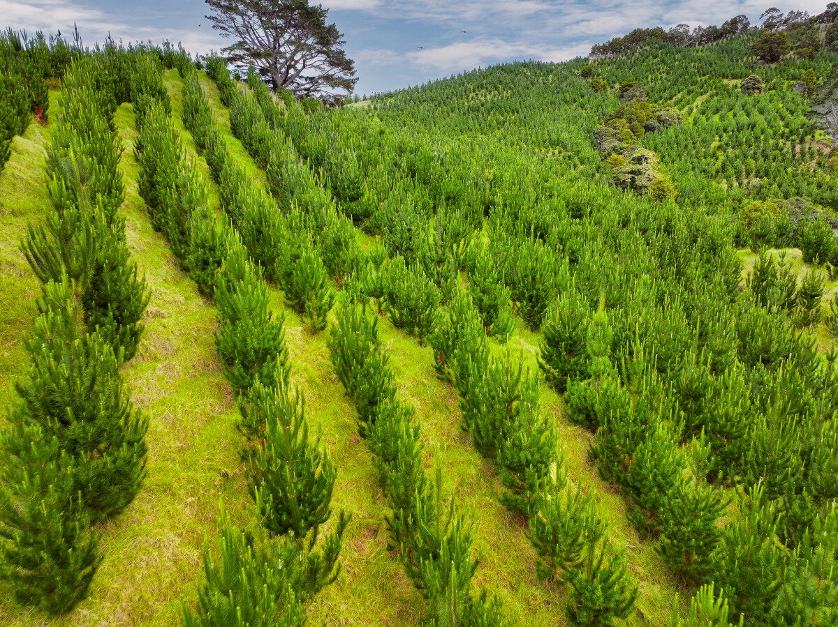 Broadwood Forest – Strong Northland Investment