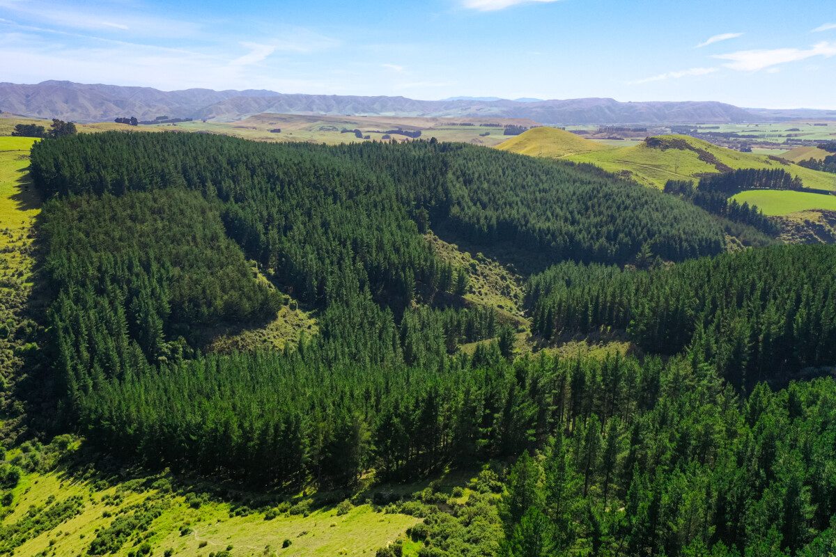 Bushy Creek – Post-89, Mature Forest Investment