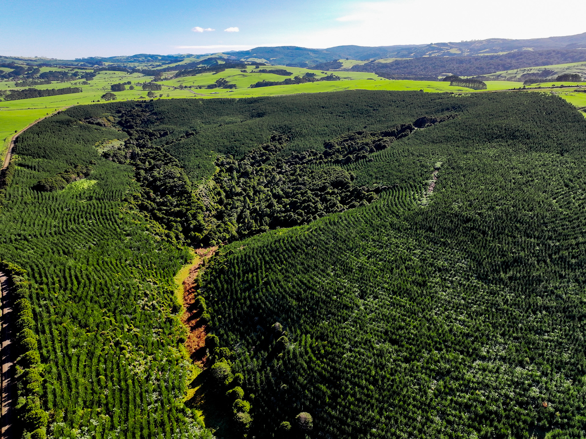 Aranga Forest – Carbon & Timber Opportunity