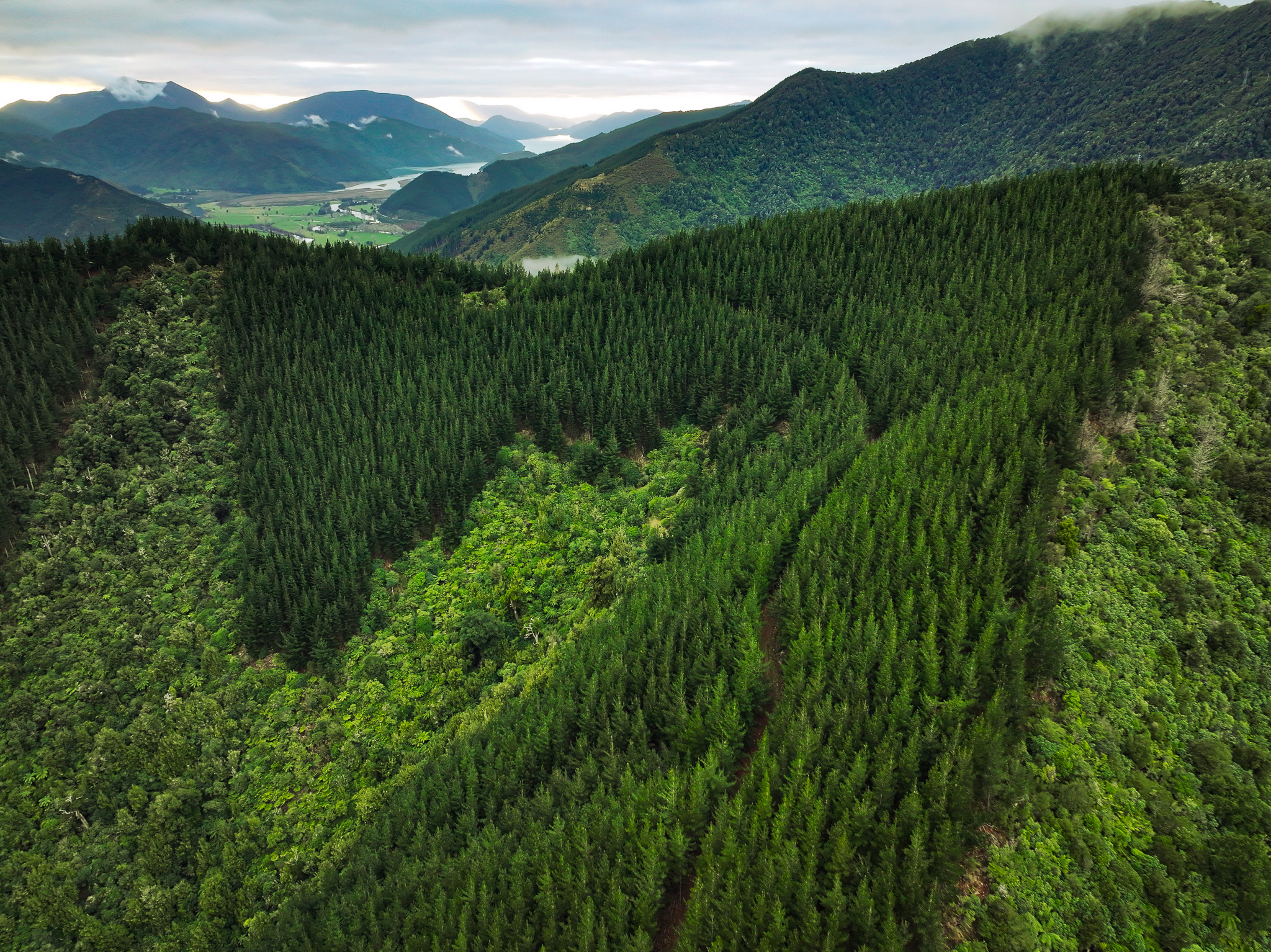 Wakamarina Forest – Established, Diversified Forestry Asset
