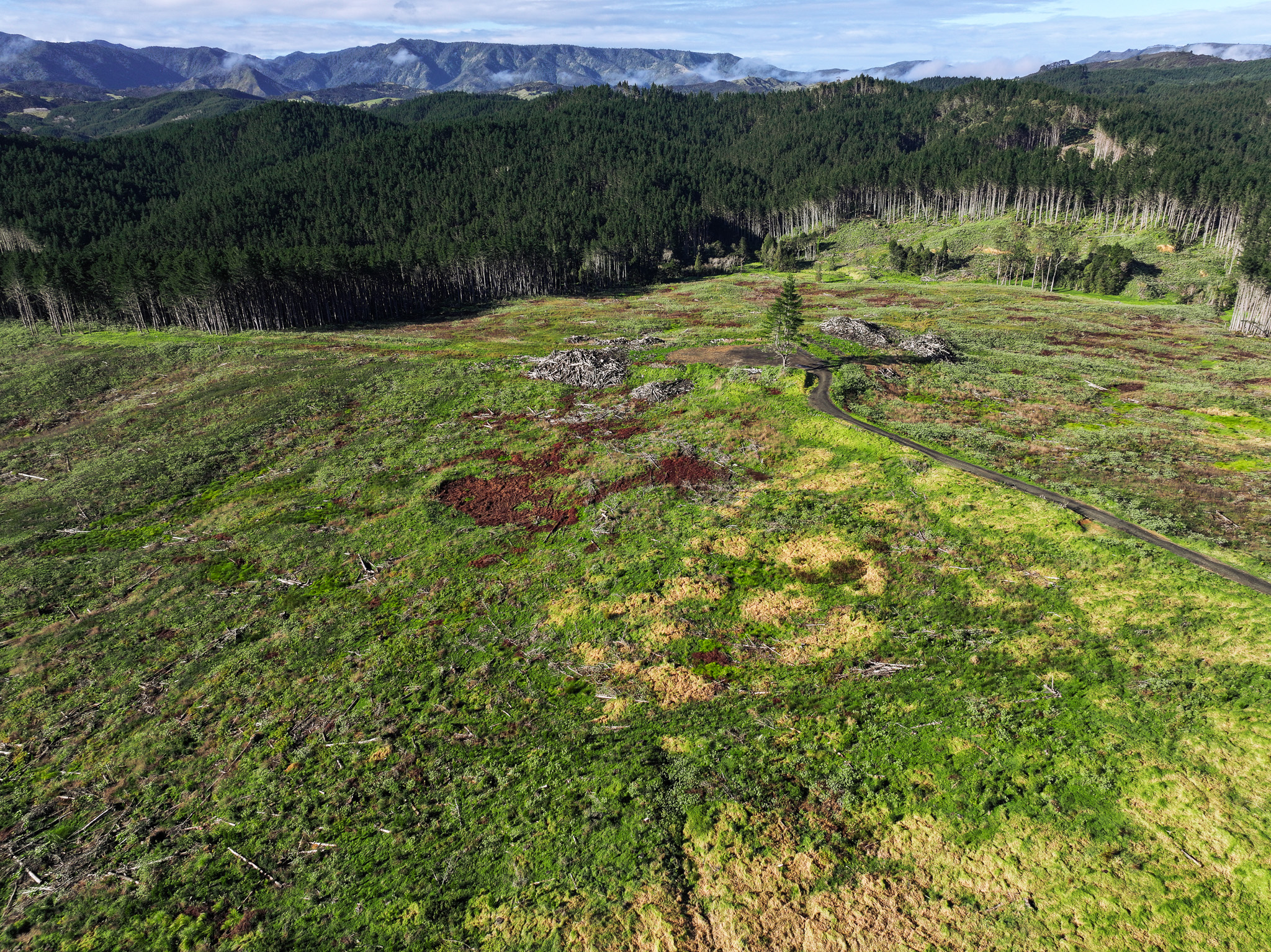 Awaroa Forest - Ready for the Next Rotation